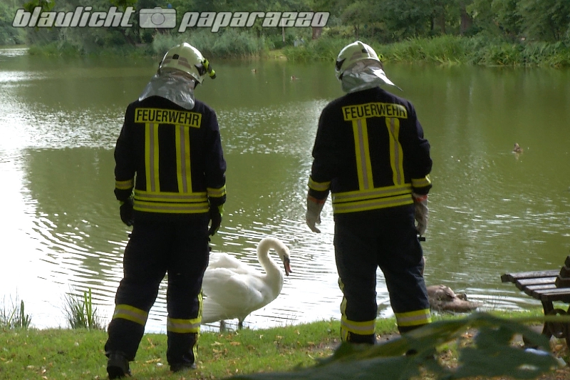 Pulsnitzer Schwan kommt hinter Gitter