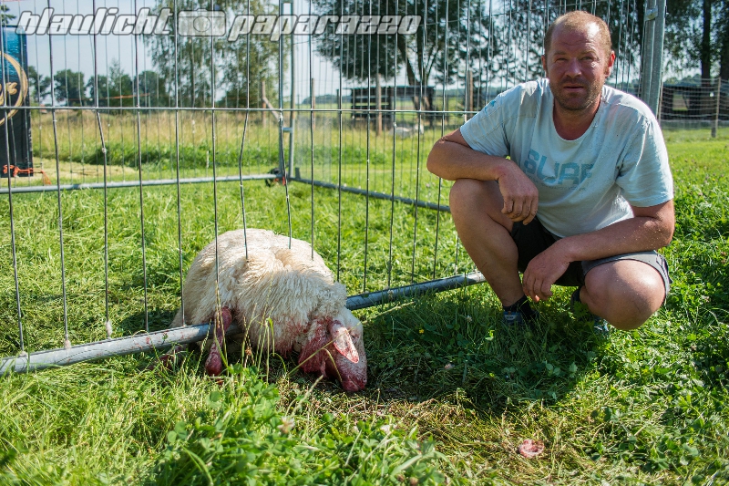 Schon wieder Wolfs-Attacke in Neudörfel