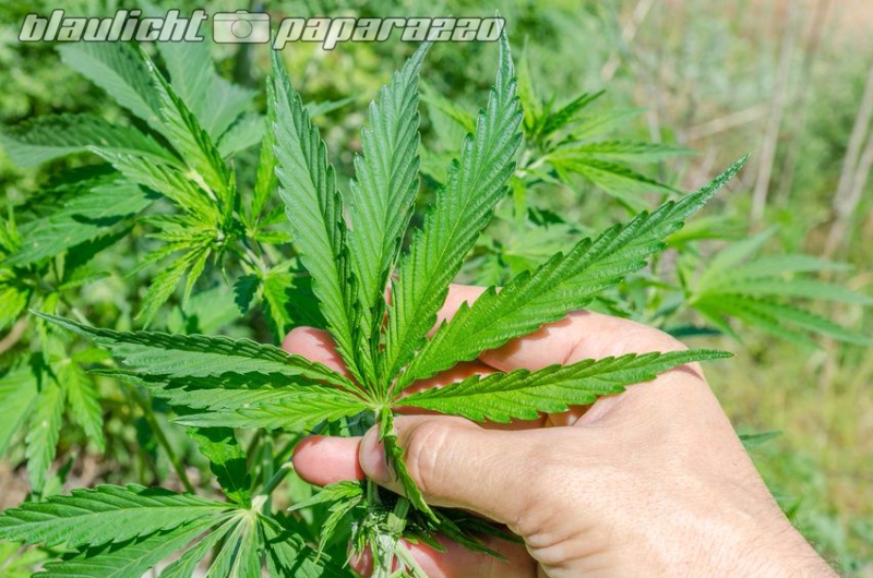 green marijuana in hand